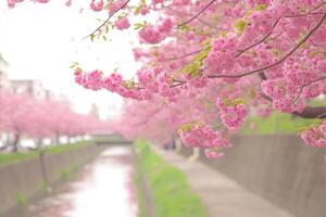 Pink Cherry Blossoms Along a Canal photo