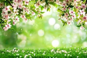 Spring blossoms over a grassy field photo