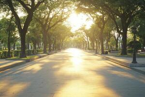 Sunlight path through park trees photo