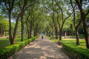 Park pathway lined with trees photo