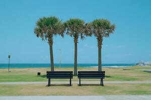 Empty park benches, palm trees, ocean view photo
