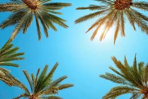 Palm trees reaching for a vibrant sky photo