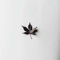 Solitary autumn leaf on a plain background. A single, dried maple leaf rests centrally on a plain white surface, showcasing its intricate veining and muted tones photo