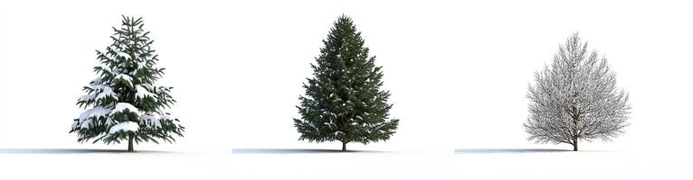 Winter Spruce Trees photo