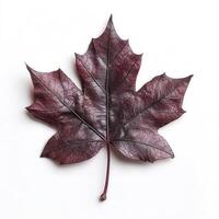 Deep maroon maple leaf, isolated on white photo
