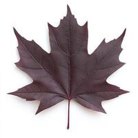 Deep maroon maple leaf photo