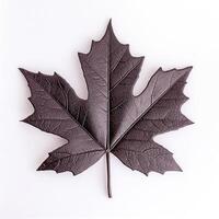 Dark maple leaf on white background photo