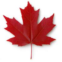 Vibrant red maple leaf photo
