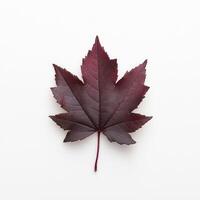 Deep crimson maple leaf photo