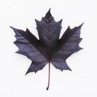 Deep Purple Maple Leaf photo
