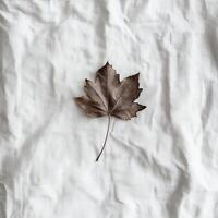 Dried maple leaf on a white fabric photo