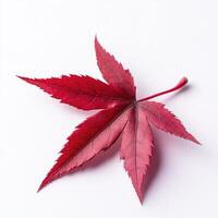Vibrant crimson maple leaf on white background photo