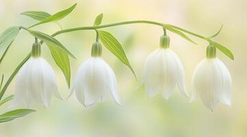 Delicate white bells in soft focus photo