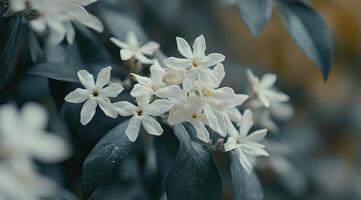 Cluster of delicate white flowers photo