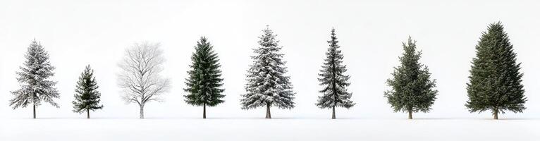 Stages of a Conifer Through Seasons photo