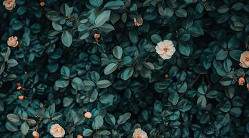 Lush, vibrant foliage with delicate blooms photo