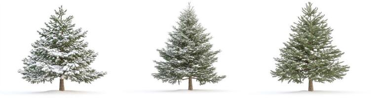 Three snow-covered fir trees photo