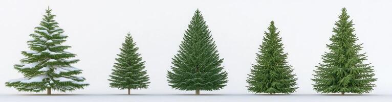 Conifer Trees of Varying Heights Covered in Snow photo