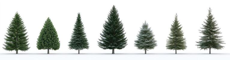Conifer Trees of Varying Sizes photo