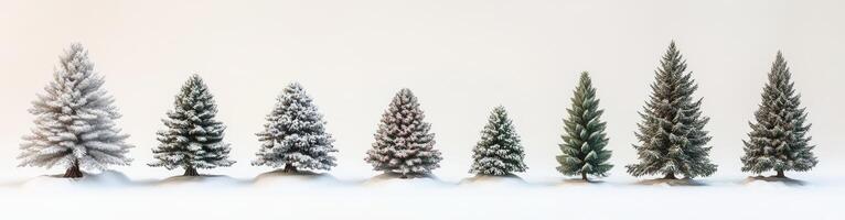 Winter Forest Scene photo