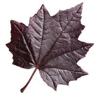 Deep burgundy maple leaf photo