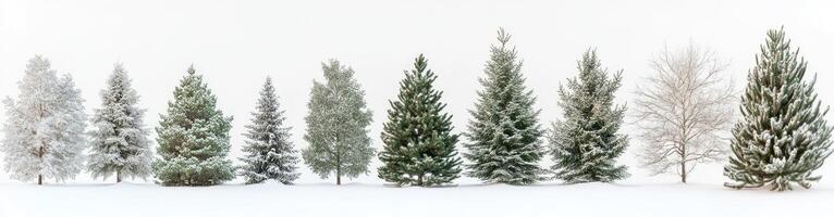 Snowy Coniferous Trees in a Row photo