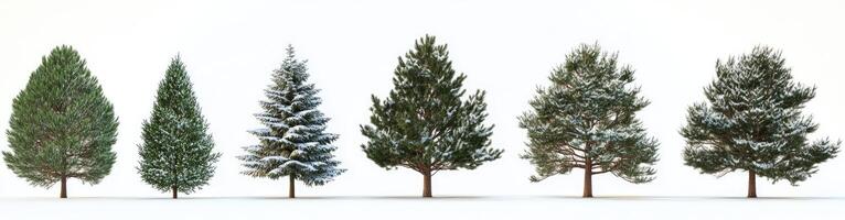 Collection of Coniferous Trees Covered in Snow photo