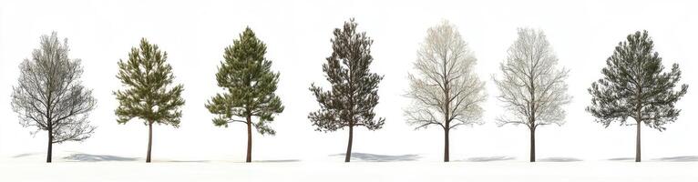 Seasonal Tree Stages photo