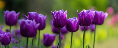 The vibrant purple tulips blooming beautifully in a serene garden setting. photo