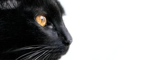 The striking profile of a black cat against a minimalist background. photo
