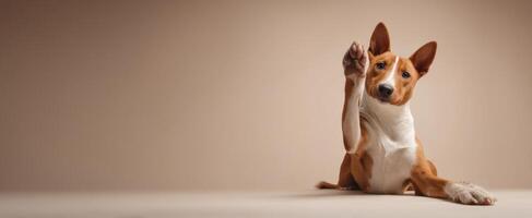 The Basenji Dog Raising Its Paw in a Warm Indoor Setting photo
