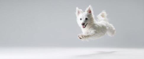 The playful dog jumping joyfully in a bright studio environment photo