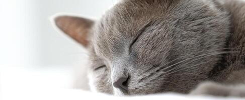 The adorable gray cat peacefully sleeping in a cozy indoor setting. photo