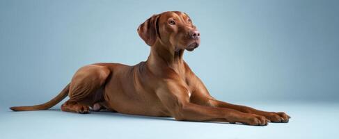 The elegant Vizsla dog resting calmly on a soft blue background. photo