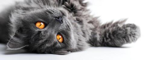 The adorable gray cat with striking orange eyes lying comfortably on a surface. photo