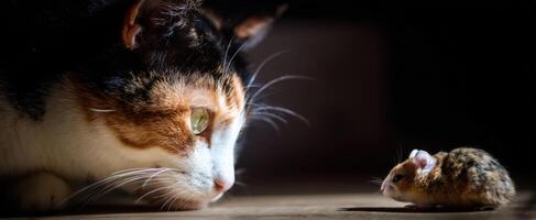 The Cat Observing a Small Mouse in a Captivating Moment of Curiosity photo