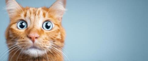 The curious orange cat with large expressive eyes on a blue background. photo