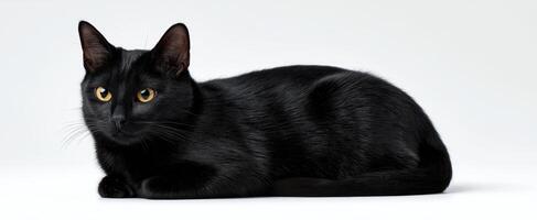 The sleek black cat resting elegantly on a clean white background. photo