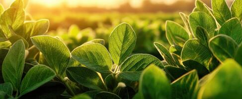 The Lush Green Leaves Captivating the Warm Morning Sunlight in Nature photo
