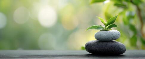 The serene balance of stones and a vibrant green plant photo