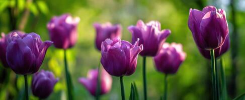 The Vibrant Purple Tulips Blooming in a Lush Green Garden Scene photo