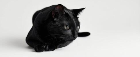 The sleek black cat poised for an elegant and curious portrait. photo