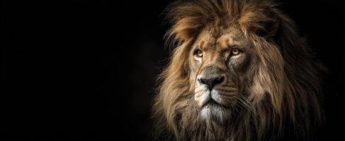 The majestic lion gazes powerfully into the distance under dramatic lighting. photo