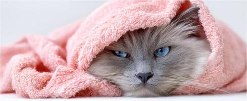 The cozy cat wrapped in a pink towel looking adorable and relaxed. photo