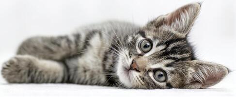 The adorable kitten lounging peacefully on a soft white background. photo