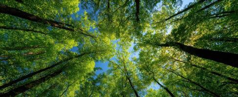 The Lush Canopy of Green Trees Under a Clear Blue Sky photo