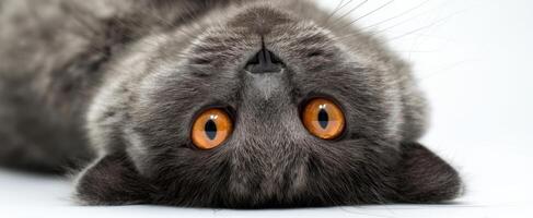 The charming gray cat with striking orange eyes in a playful pose. photo