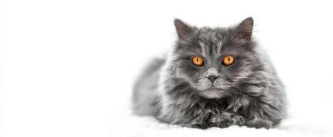 The stunning gray cat with captivating amber eyes resting peacefully photo