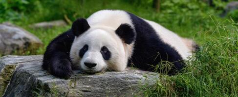 The adorable panda resting peacefully on a rock surrounded by greenery. photo
