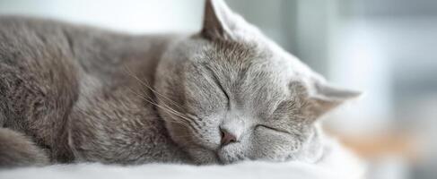 The cozy gray cat peacefully sleeping in a warm and comforting environment. photo